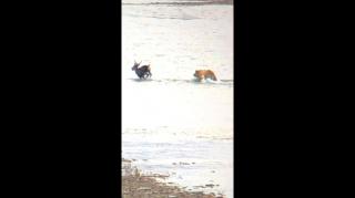 Grizzly Bear Kills Caribou RAW footage *no annoying music