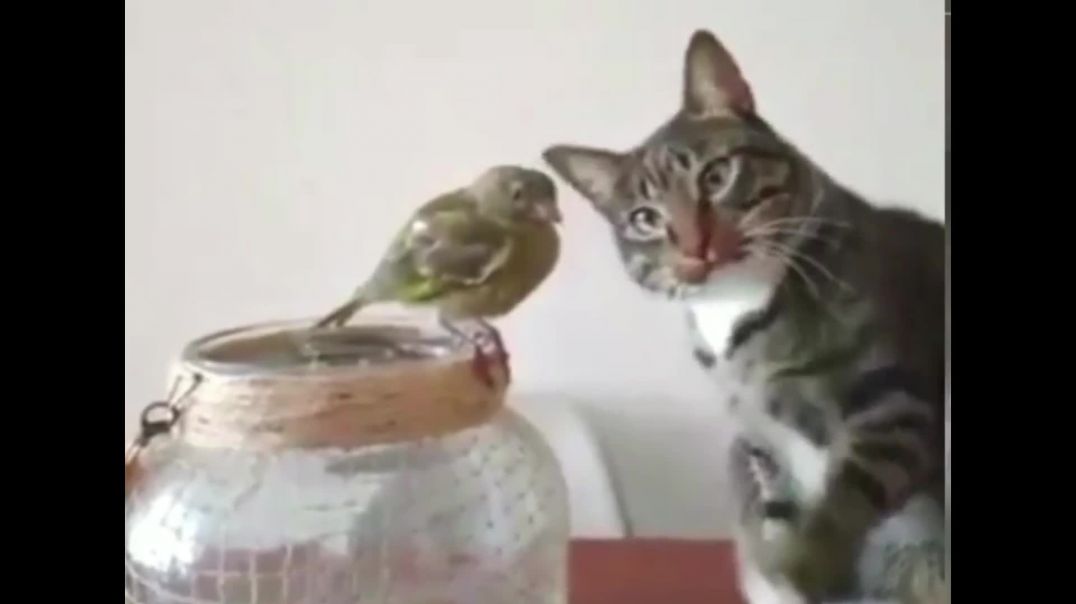 viral cat who loves birds