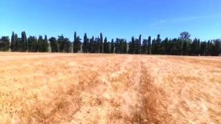 A parábola joio e o trigo