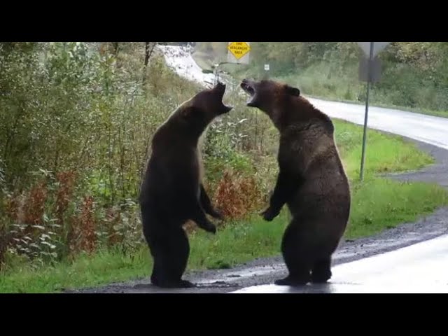 Alpha Chad Bears Fight Over Pooniti!