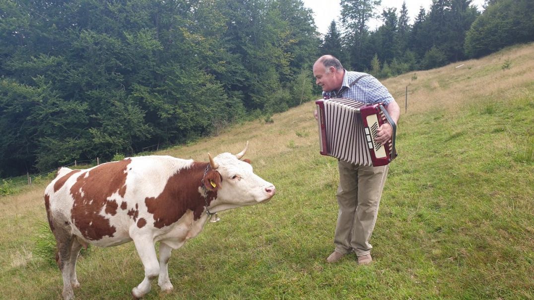 Cow in love with accordion.