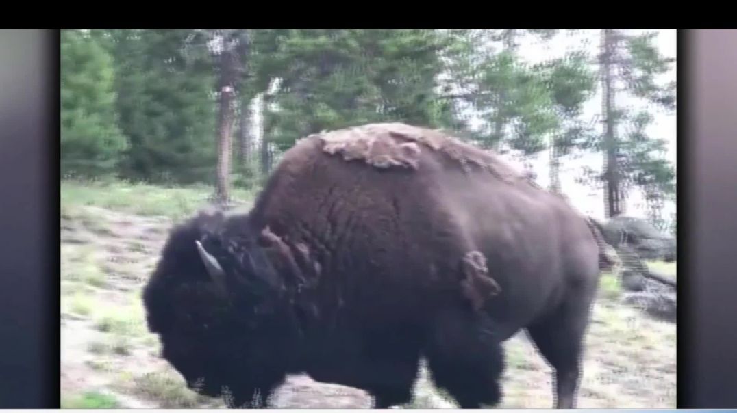 A bison gores a woman in Yellowstone National Park - WD28