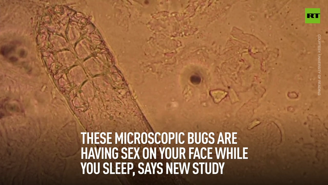 These microscopic bugs are having sex on your face while you sleep, says new study