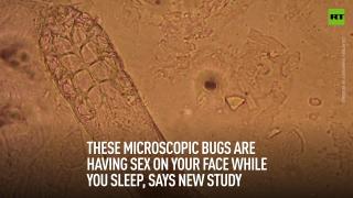 These microscopic bugs are having sex on your face while you sleep, says new study