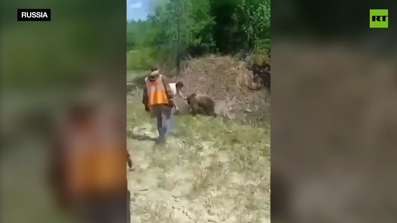 Good Samaritans rescue bear with bucket stuck on its head