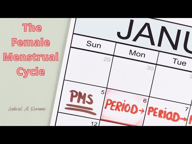 Female Menstrual Cycle 101 for Husbands