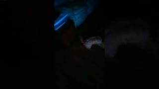 lost Dog at my door ?  Anyone claim him ??