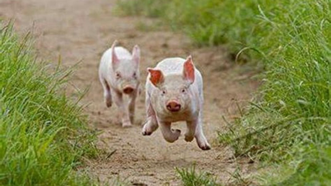 Piglets with guns and shields retreating - Coward edition