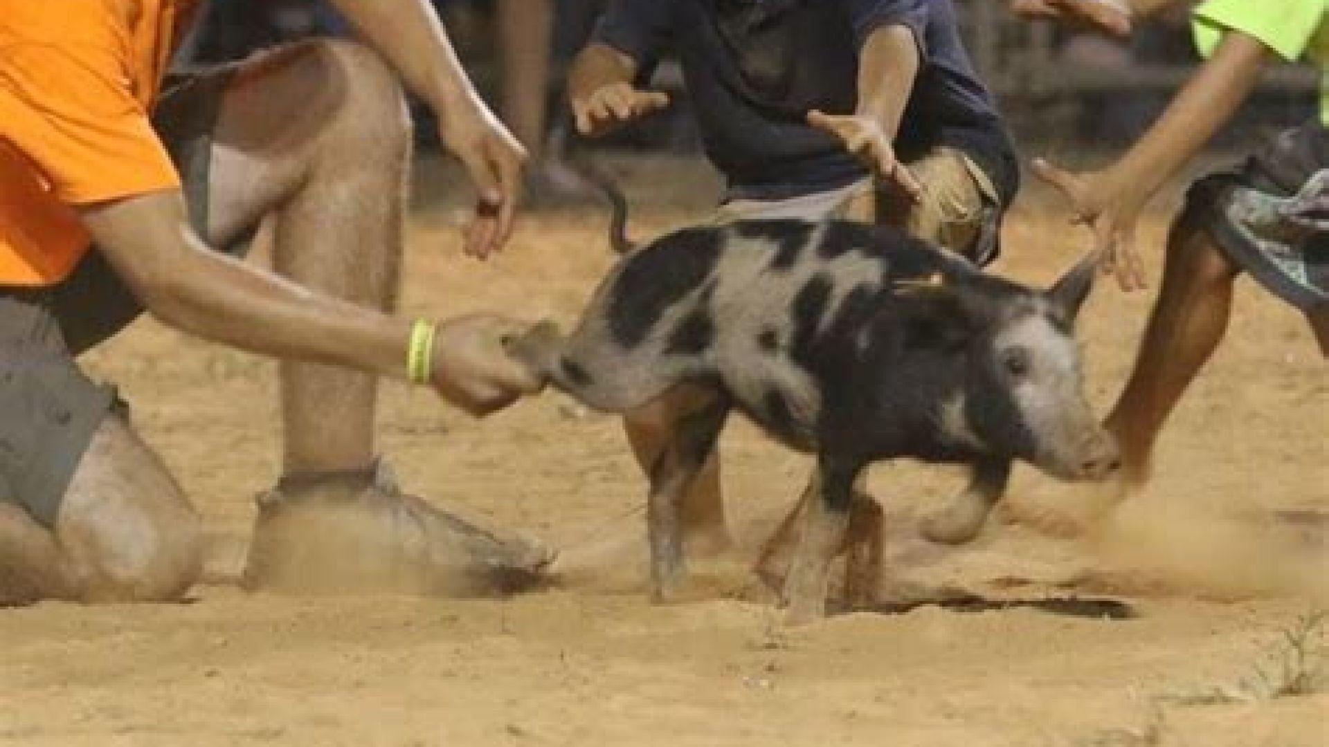 Pigs try to outrun mob