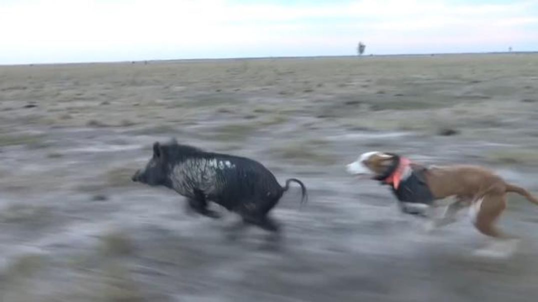 This is living - Men and Dogs - hunting as a family pack.