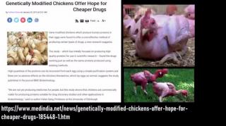 Genetically Modified Chickens (everything we eat may just be genetically modified)
