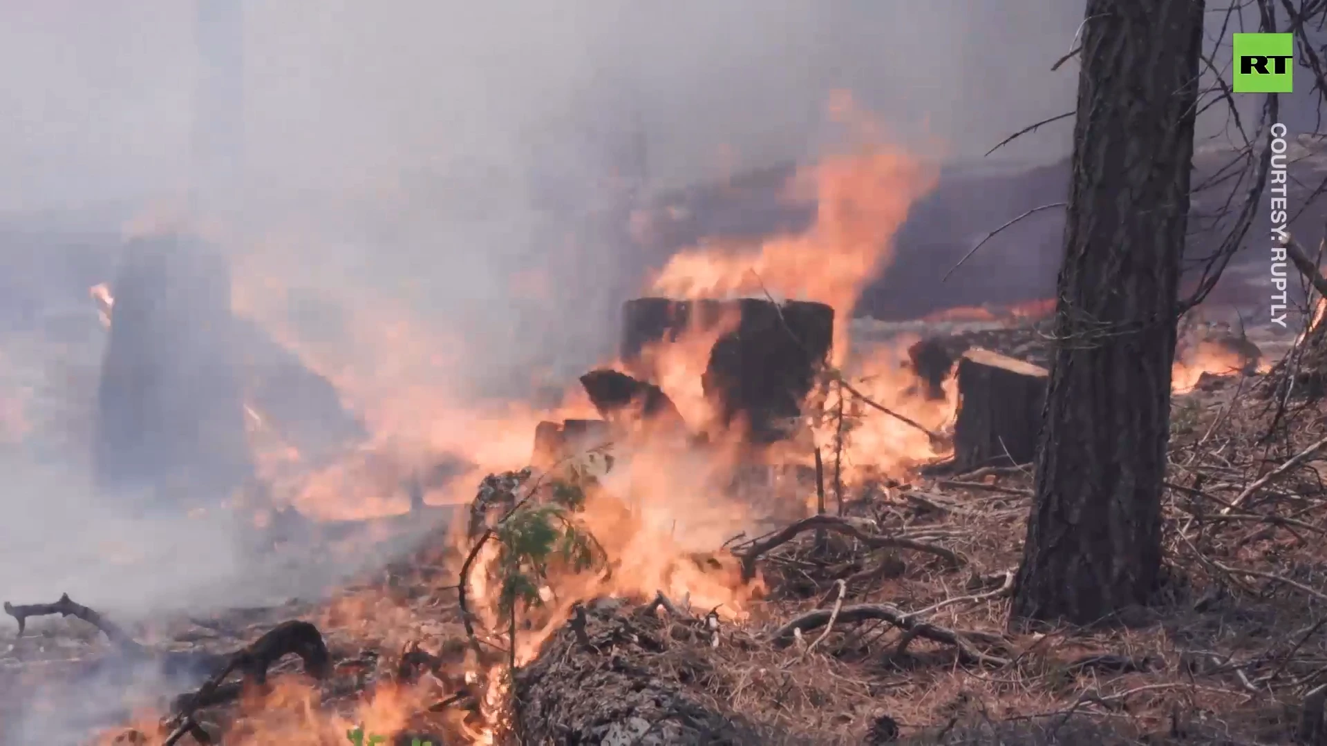 Yosemite wildfire threatens world’s largest sequoias