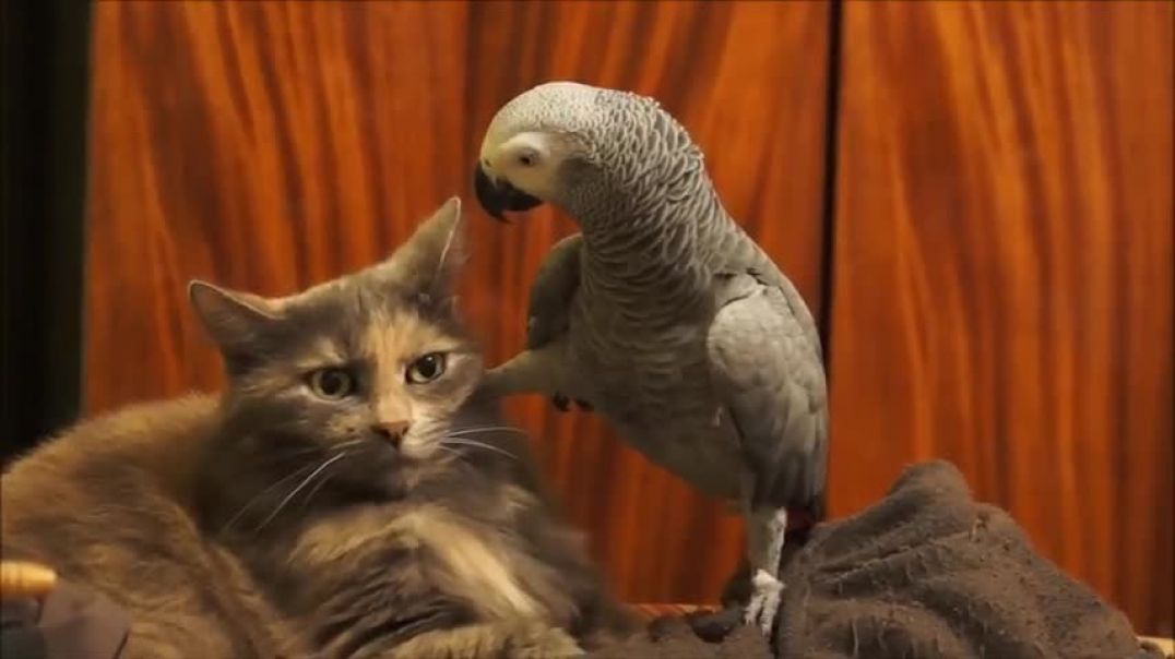 Miscellaneous Monday –parrot plays with a cat’s face