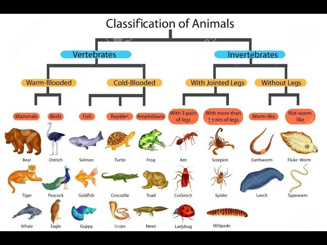 Can Animals in Nature Really Change Gender at Will?