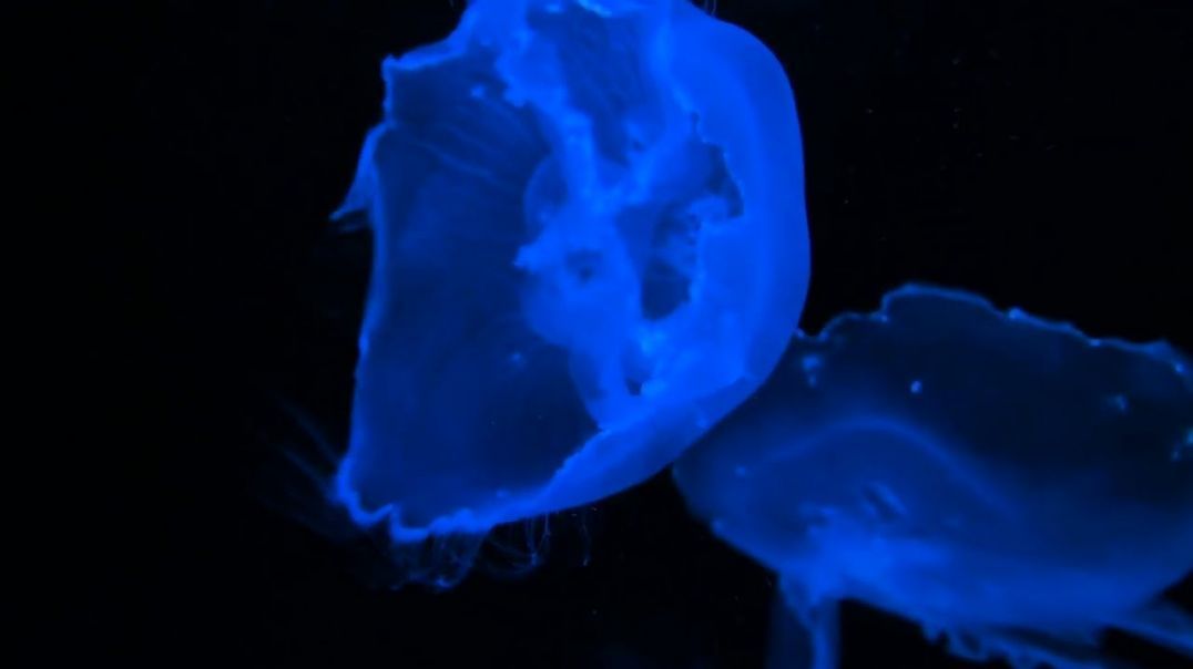 Just for Sleep in the Deep Sea?Sound, No Music 12HRS with Blue Light Moon Jellyfish.