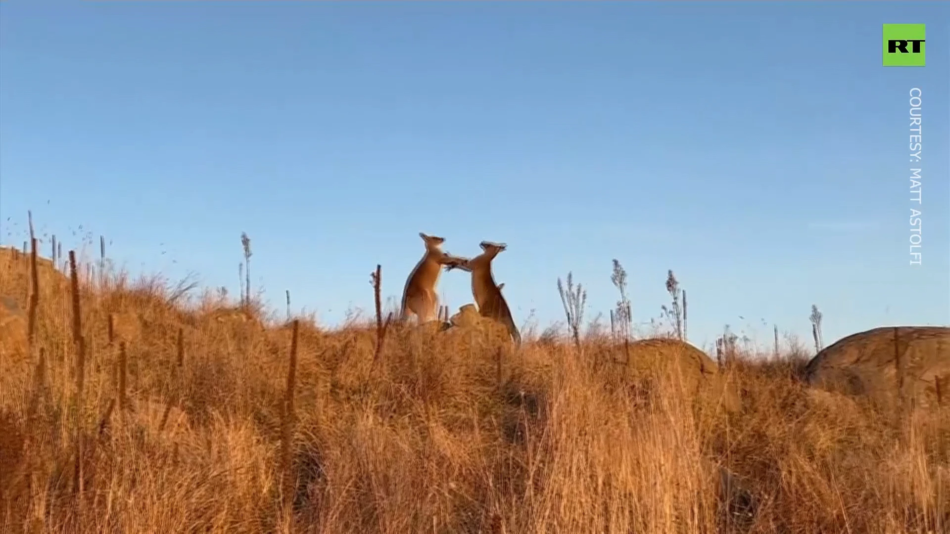 Kangaroos fight in Canberra