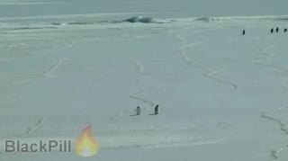 Black Pill Fire : 'Stanton' The Black Pill Penguin