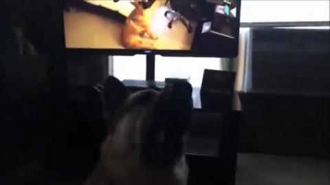 Miscellaneous Monday-Doggoception