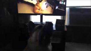 Miscellaneous Monday-Doggoception