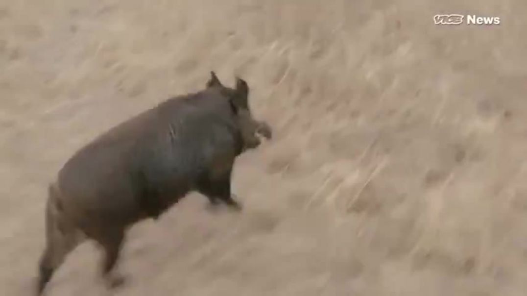 Tourists are Hunting Feral Hogs from Helicopters