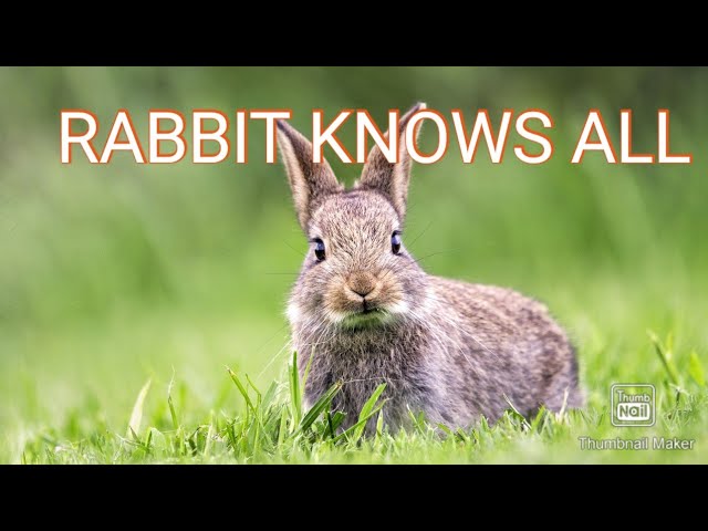 RABBIT ? KNOWS ALL | BLACK PILL | GOLD PILL