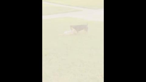 Brownie ?! My little buddy!! And he'll be back for round 2 Microfot ;) ?‍??