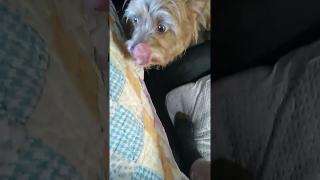 Doing HW with Brownie/#Bigthink Why do people still trust flouride? Shrt Srs Prt 1 #staytunedformore