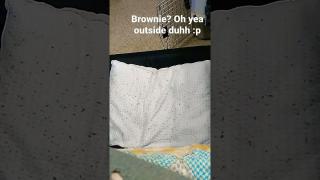 Watermelon, Peaches, Cashews, 2 dates & a Banana