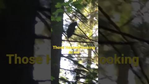 I love a pair of Hooters, looking at me.￼sigma