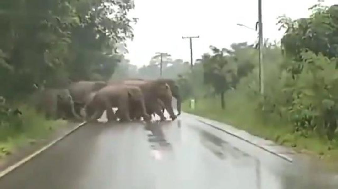 BRILLIANT ! ELEPHANT(S) thanks the people for letting the herd cross the road safely