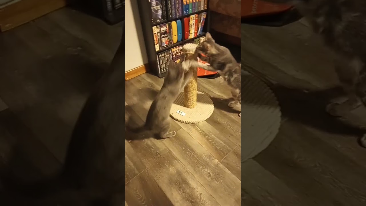 adopted kittens enjoying a new scratching post!