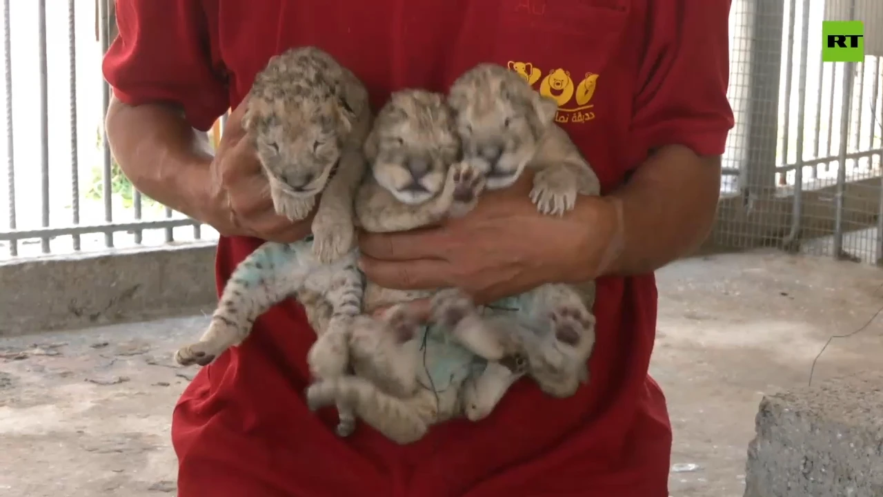 Gaza zoo welcomes lion cub triplets