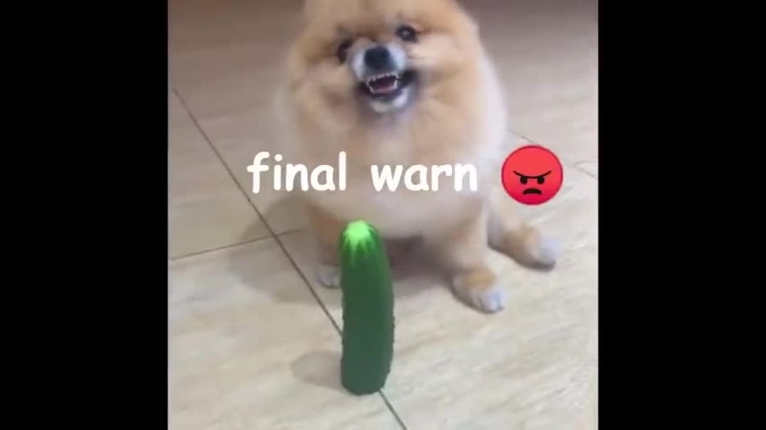 Miscellaneous Monday-Don't  Touch Doggo's Vegetable