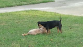 K-9 Training/ Morning Routine & Live Dietic's explanation.