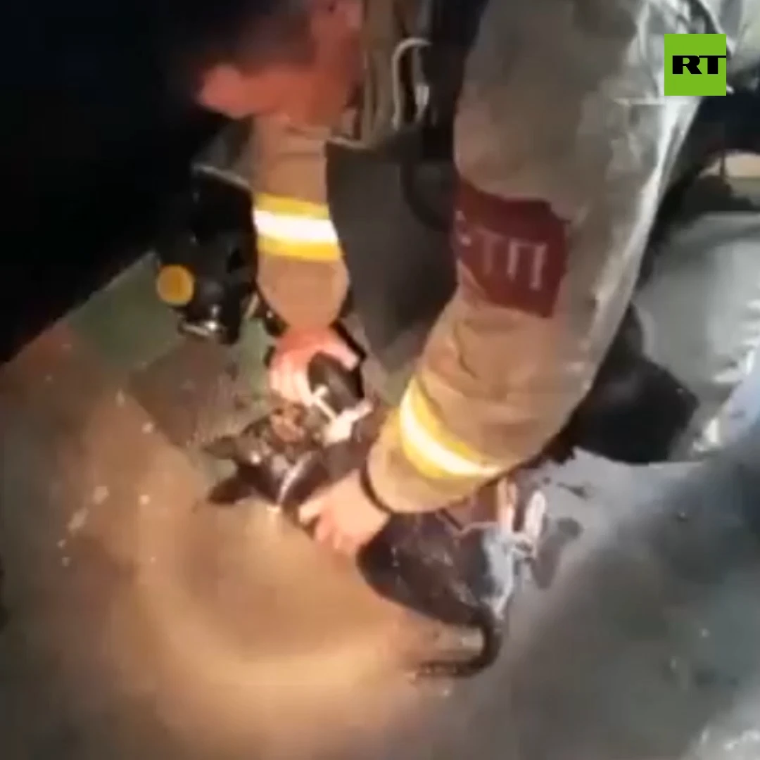 Life-saving heart massage | Russian firefighter rescues puppy