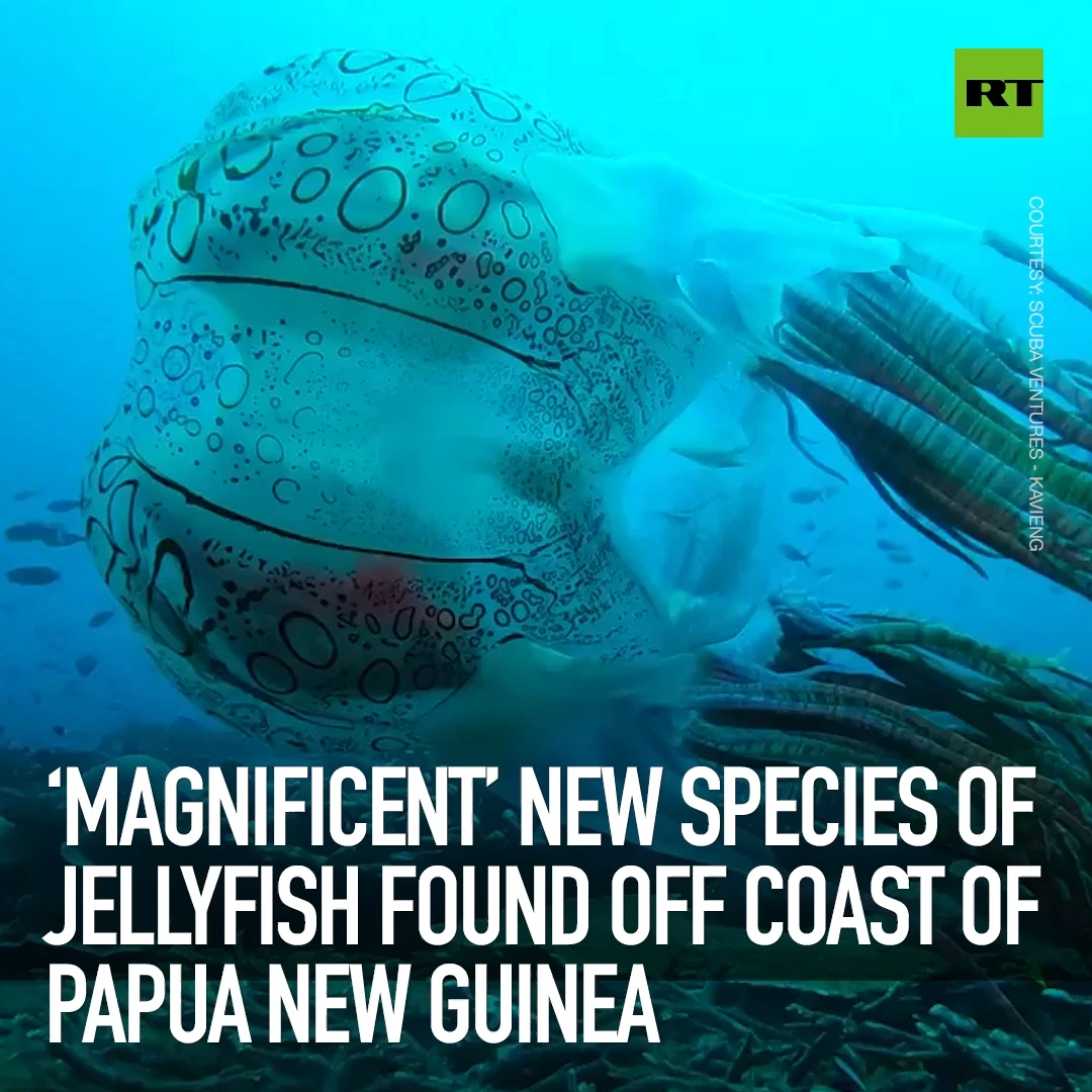 ‘Magnificent’ new species of jellyfish found off coast of Papua New Guinea