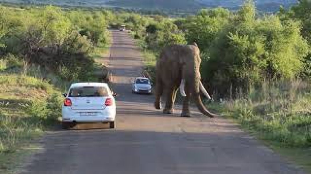 The Elephant Attack (Amarula) !