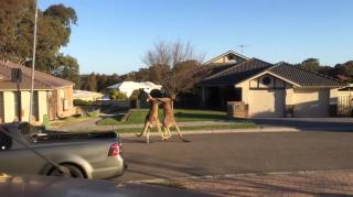 Miscellaneous Monday-Street Fighter Kangaroo Edition