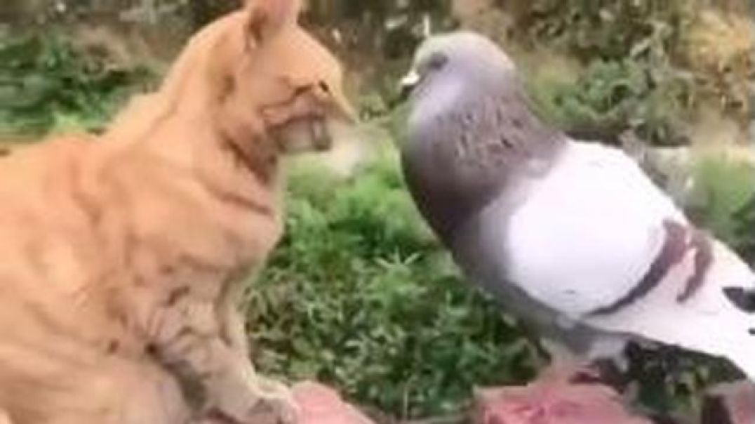 Friendship between a cat and a pigeon, and between a cat and an ape