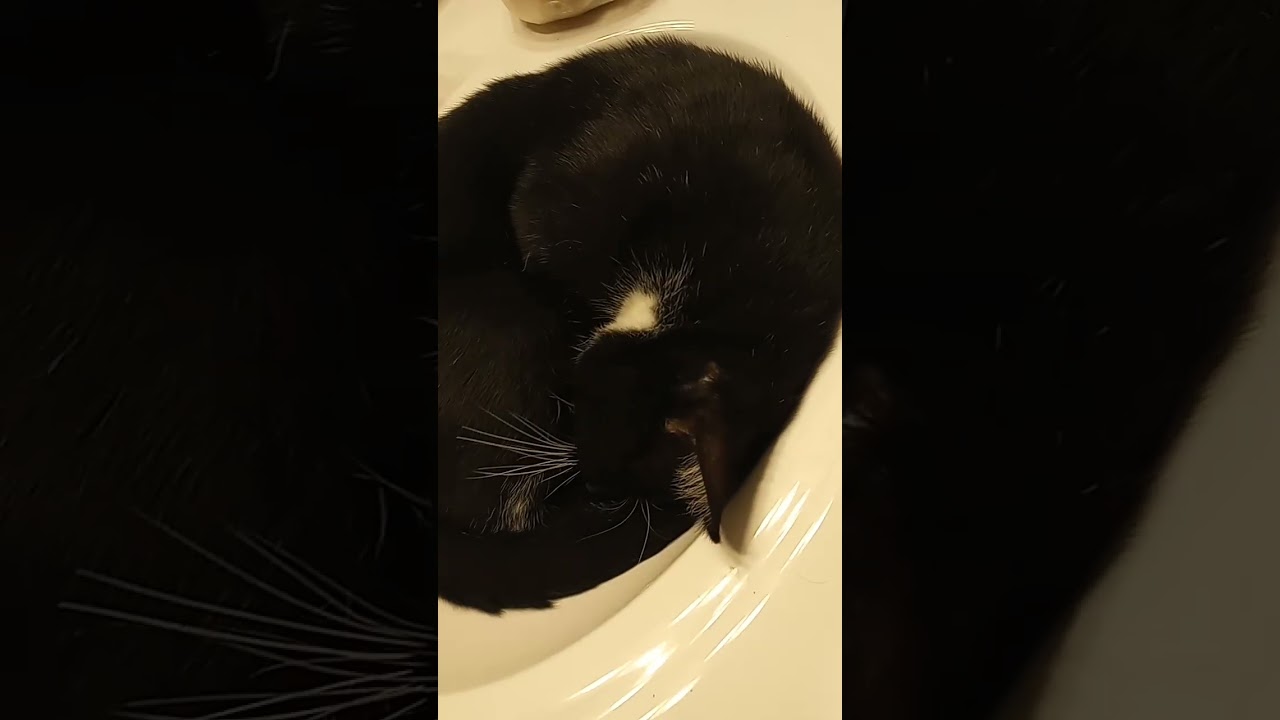 our adopted stray cat sleeps in the bathroom sink!