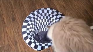 Miscellaneous Monday-Pets Discover Pitfall Illusion Rug