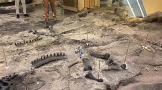 The Yucatán Peninsula Is Where The Asteroid That Killed The Dinosaurs Hit