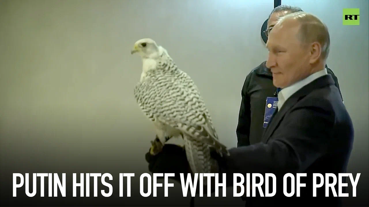 ‘I guess it liked me’: Falcon refuses to leave Putin’s arm