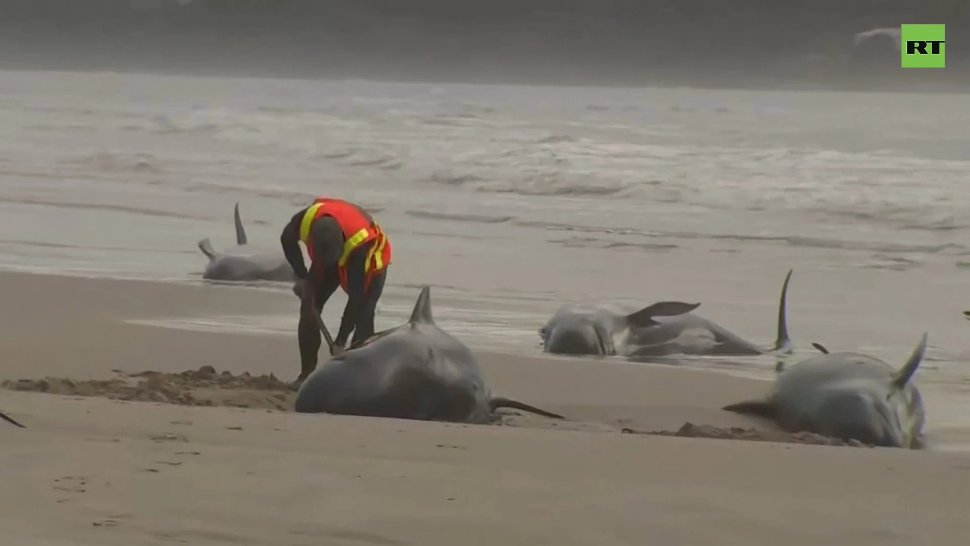 Tasmanian whales stranded [Heartbreaking]