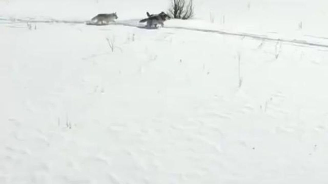 What Happened When A Pack Of Wolves Were Released In Yellowstone National Park