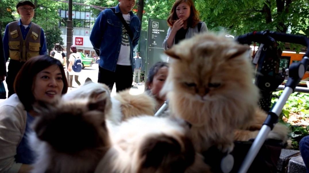 The cat man from Kyushu with his Himalayan and Chinchilla cats in Ikebukuro