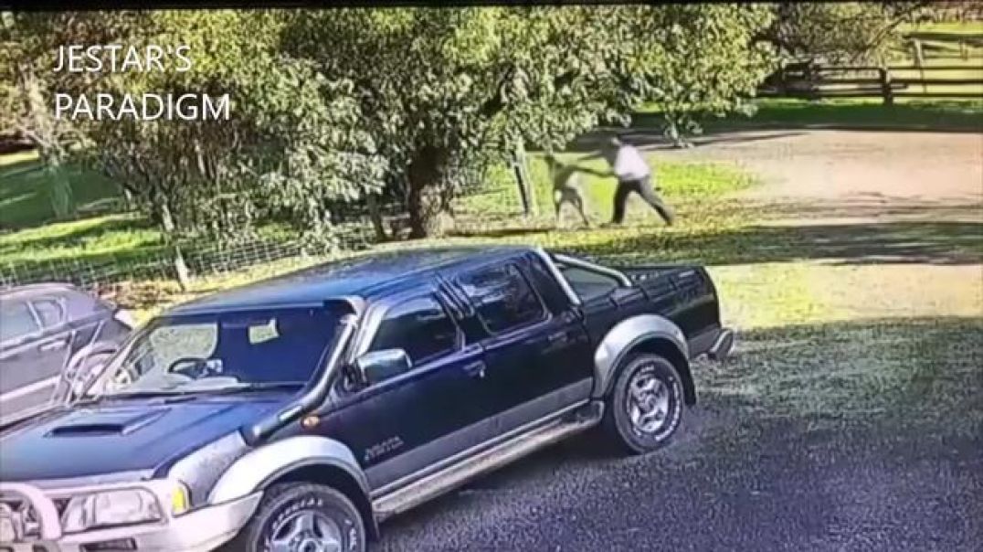 ANIMAL WORLD- KANGAROO CHASES AND ATTACKS MAN AT HIS HOME