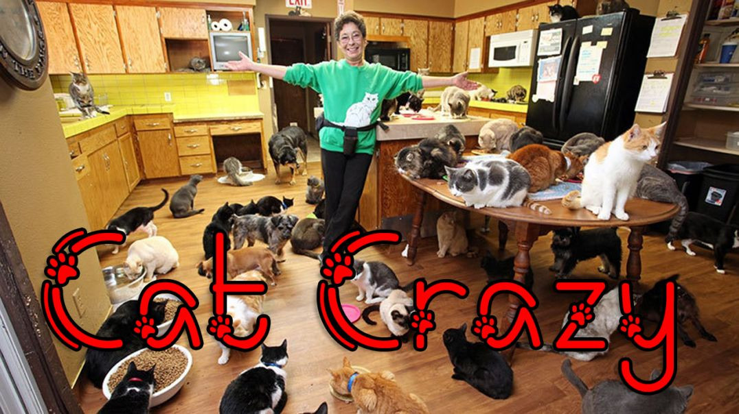 Cat Lady Life # 6 - Too Many Cats To Count