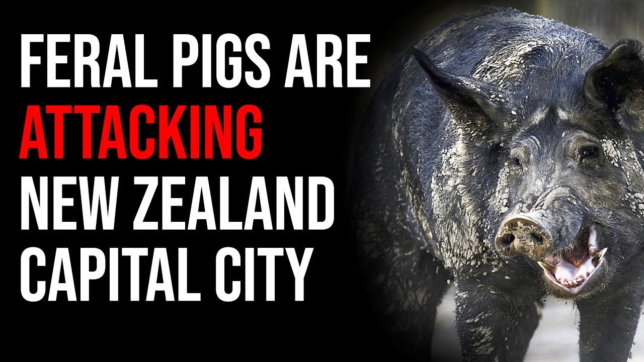 Feral Pigs ATTACK New Zealand Capital, Gun Control Gets Roasted