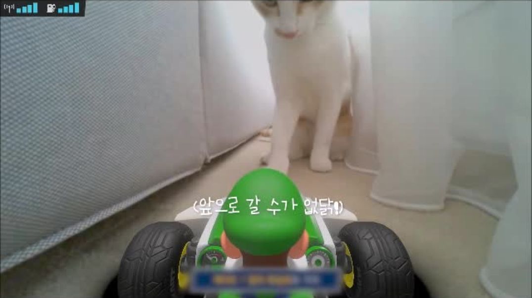 Miscellaneous Monday-Cats Play Mario Kart